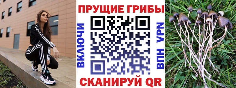 купить   Аргун  Галлюциногенные грибы мухоморы 